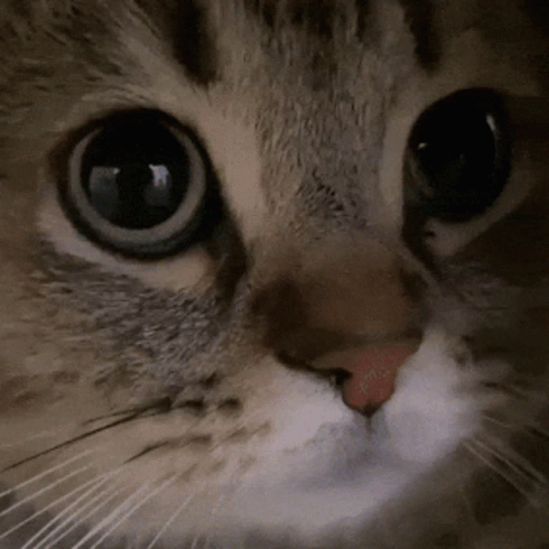 Miau